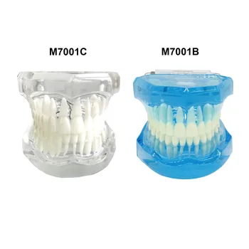 Stomatološki 1: 1 Standardni Model Zuba Typodont za Odrasle Za studij Stomatologije, Studij za Čišćenje Zubi Zubnim Koncem, Demonstracija M7001 Plava / Prozirna